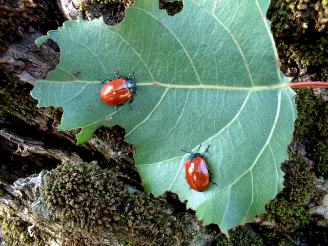 Melasoma populi ... almeno credo